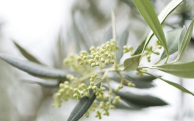 Como as mudanças climáticas afetam o cultivo do olival