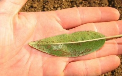 Quais são as pragas mais comuns das plantações de amêndoa?