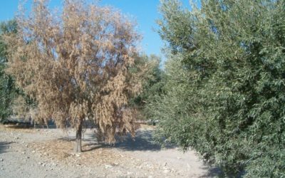 Verticillium ou verticilose da oliveira