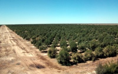 CBH Agro: protocolo de ação para novas plantações