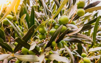 Cuidados para mantener joven un olivo