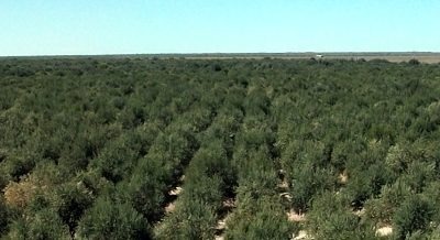 Os usos terapêuticos das folhas no olival