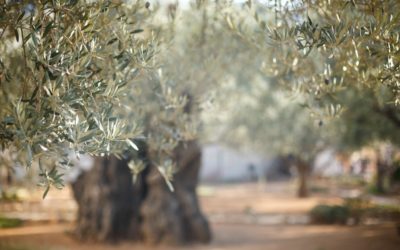 Qual é o melhor fertilizante para as oliveiras?