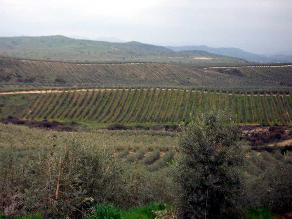 Plantaciones de olivar de alta densidad ecologico