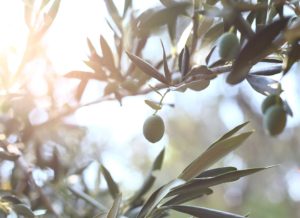 epoca Floracion del olivo