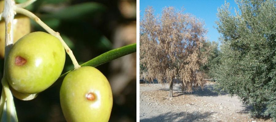 enfermedades y tratamientos del olivo fotos