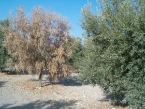 verticilosos o verticillium del olivo