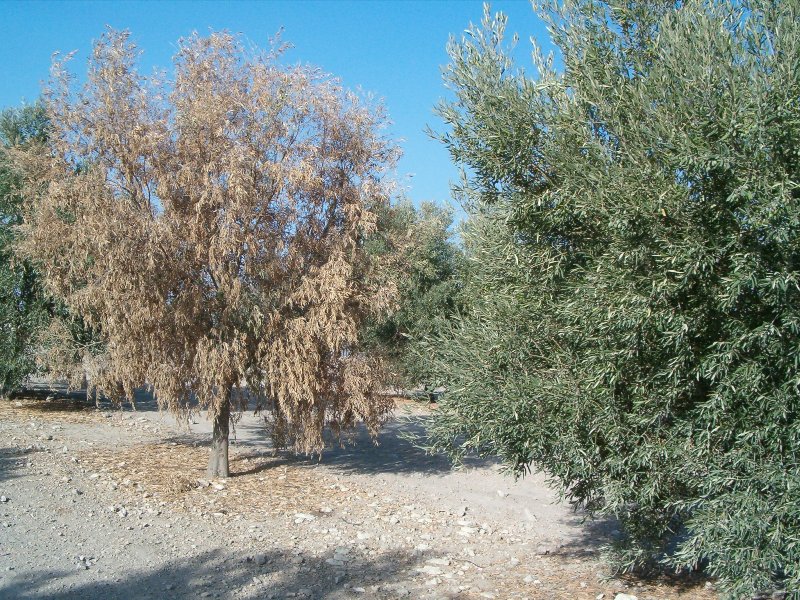 verticilosos o verticillium del olivo