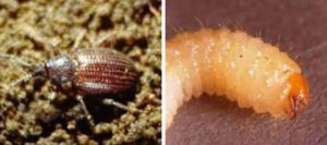 Otiorrinco o Escarabajo del Olivo adulto y larva