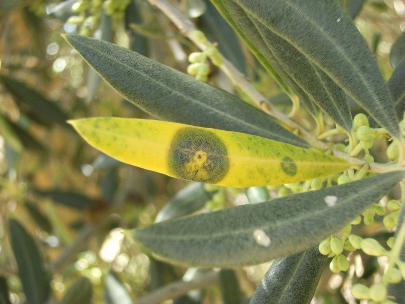 Hoja olivar repilo