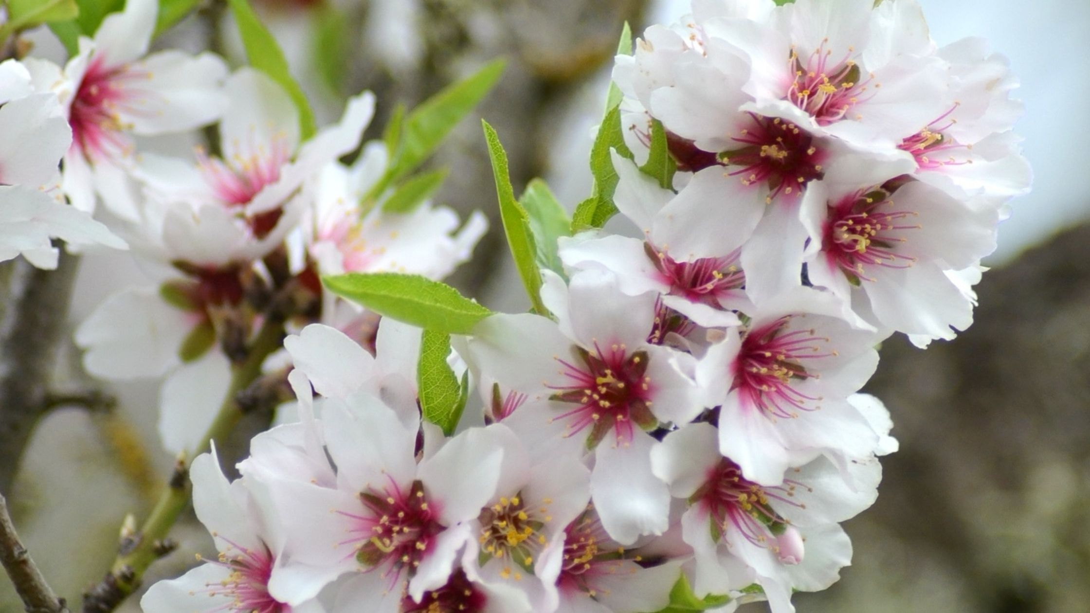▷ Flor del Almendro: datos, floración y más | Balam