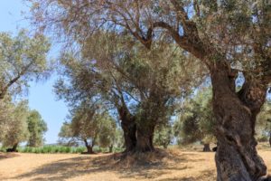 injerto en el olivo
