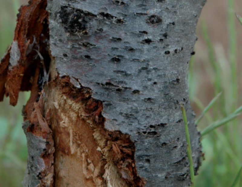 daños en tronco ocasionados por barrenillo