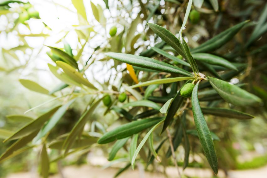 Análisis foliar para abonado en el olivo