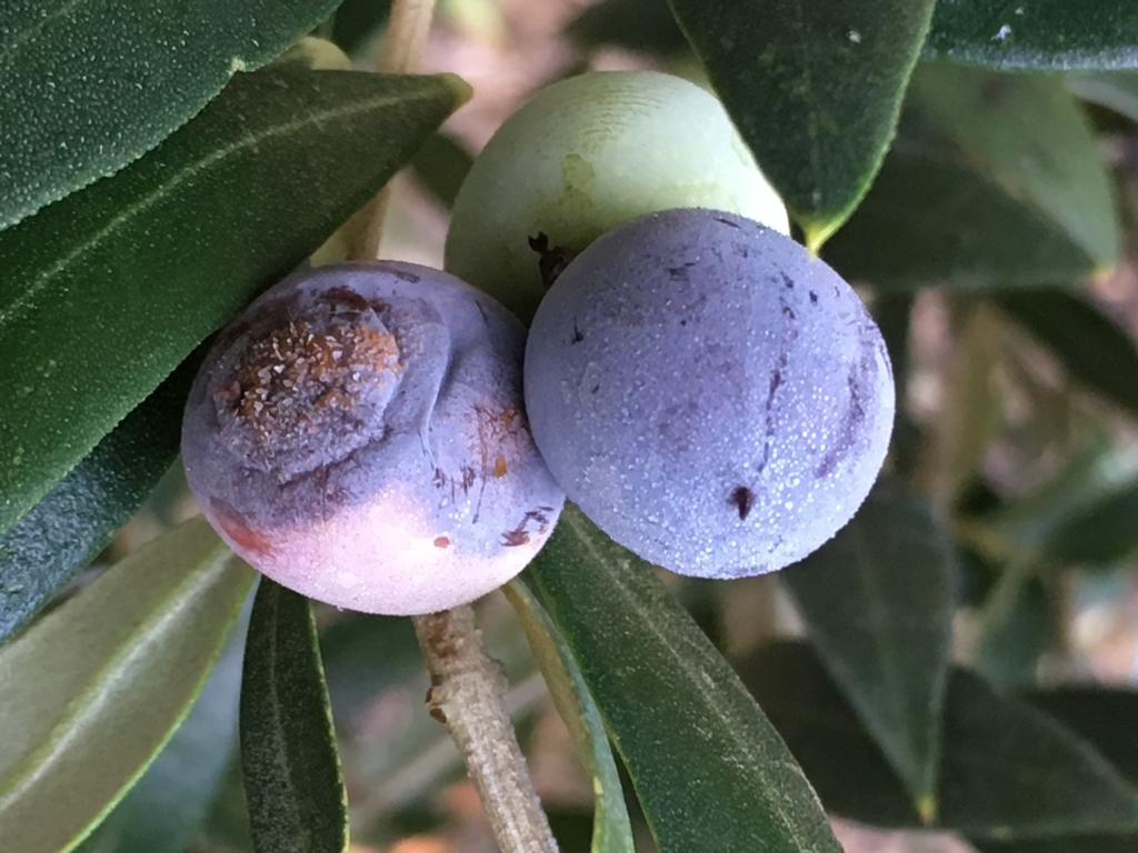 Aceituna jabonosa o antracnosis del olivo