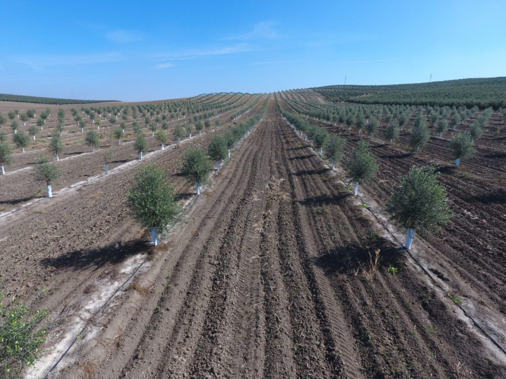 plantación olivar intensivo