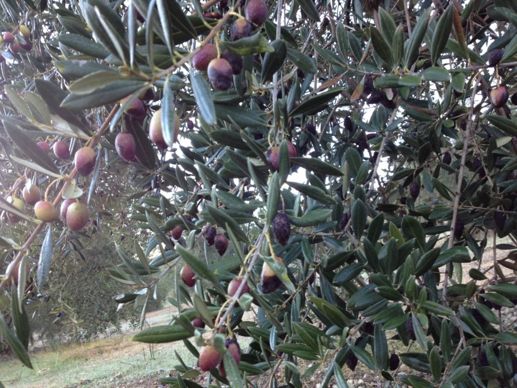 fruto del olivar con sintomas de la aceituna jabonosa