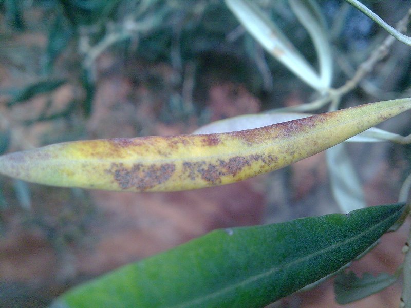 hojas con olivar repiloplomizo