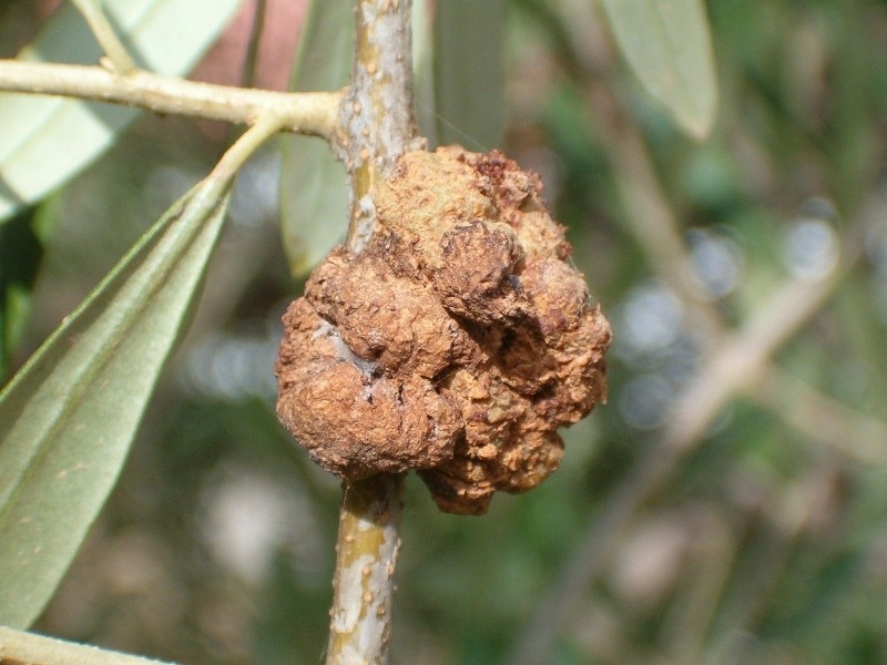 tratamiento tuberculosis del olivo con verruga en una rama