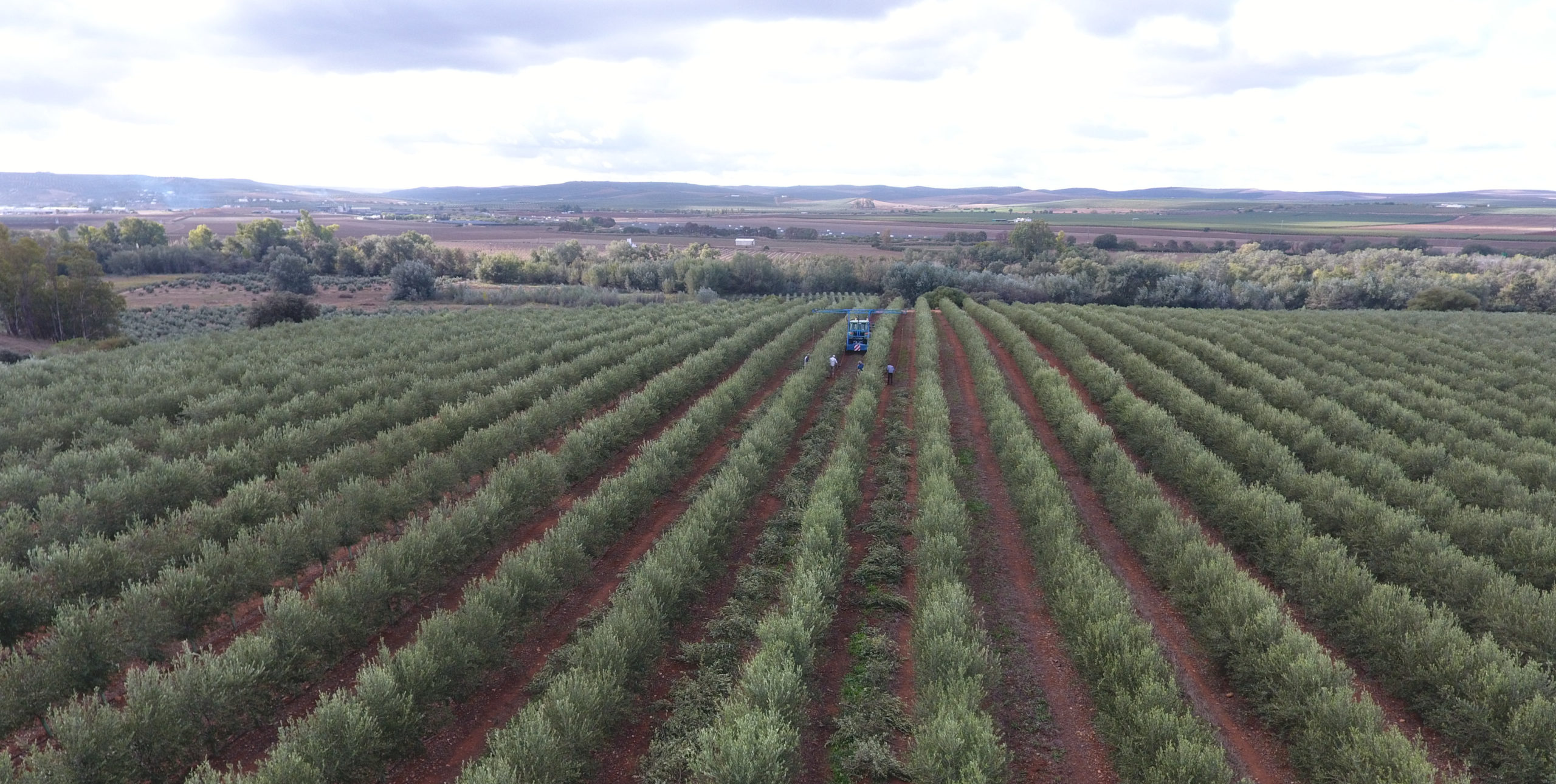 plantación de olivos variedad lecciana