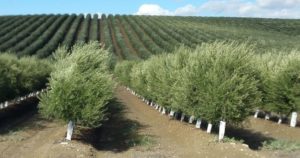 Plantación de olivar en perfecto estado nutricional 