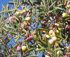 olivo manzanilla cacereña
