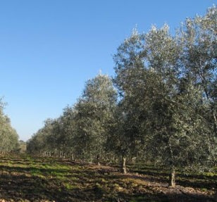 olivar de horiblanca