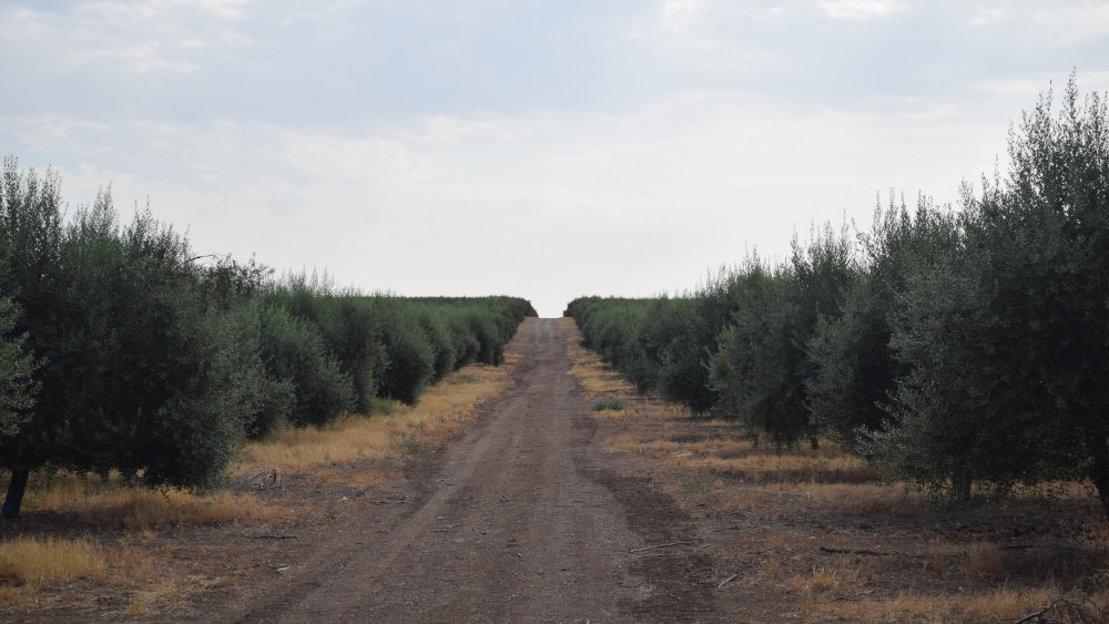 plantacion olivos arbquina