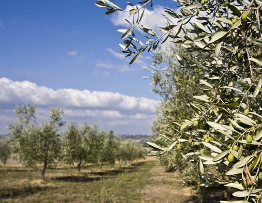 olivos variedad hojiblanca