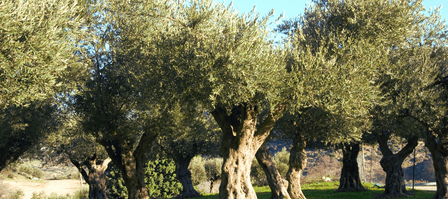 olivo cornicabra