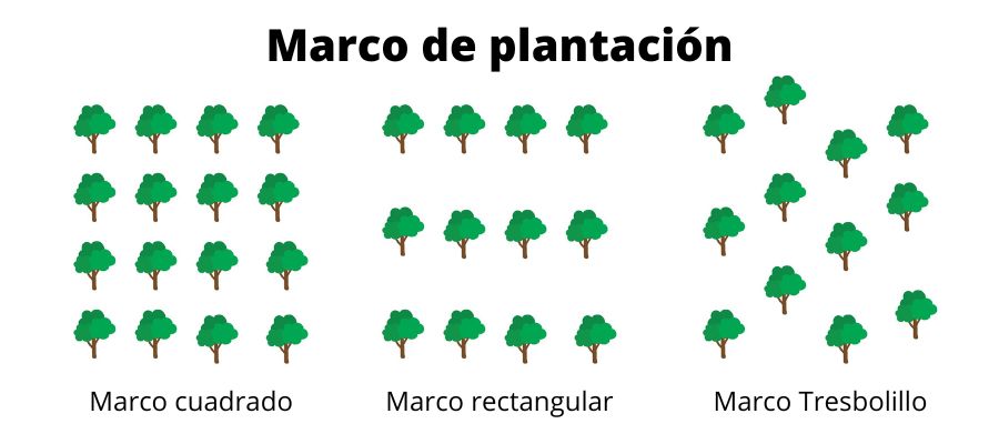 Tipos marcos de plantacion