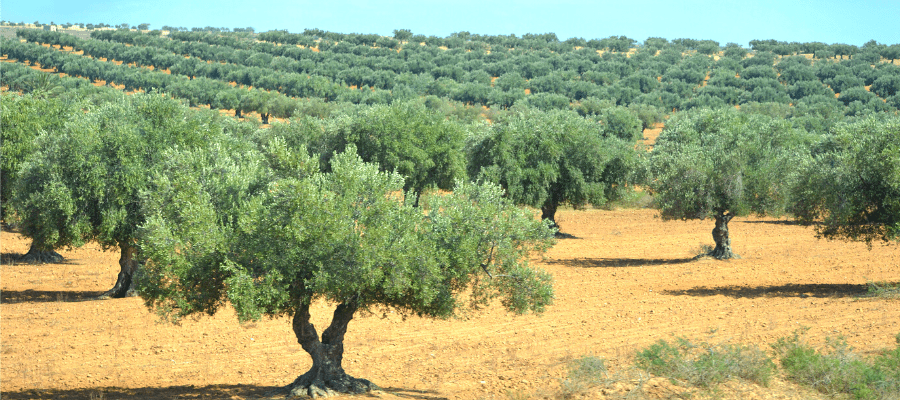 variedad de olivo blanqueta