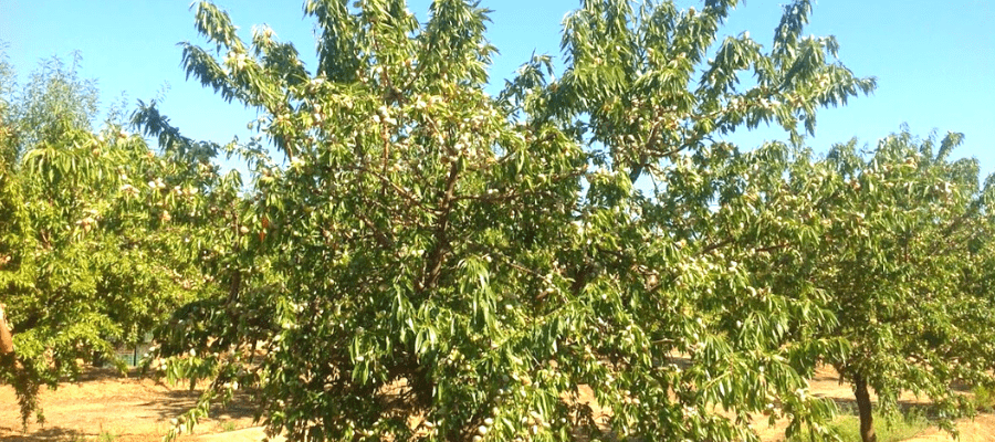 Almendro penta