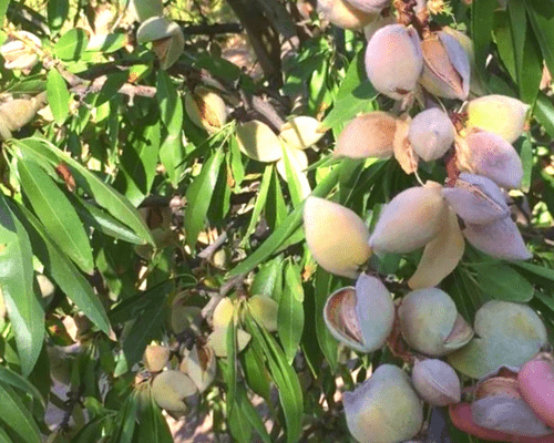 Variedad penta