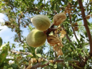 antracnosis en almendro sintomas