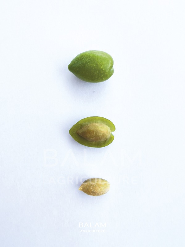 aceituna martina