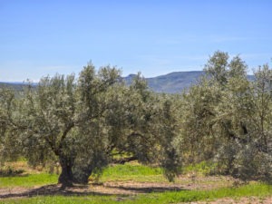 Olivar TRadicional