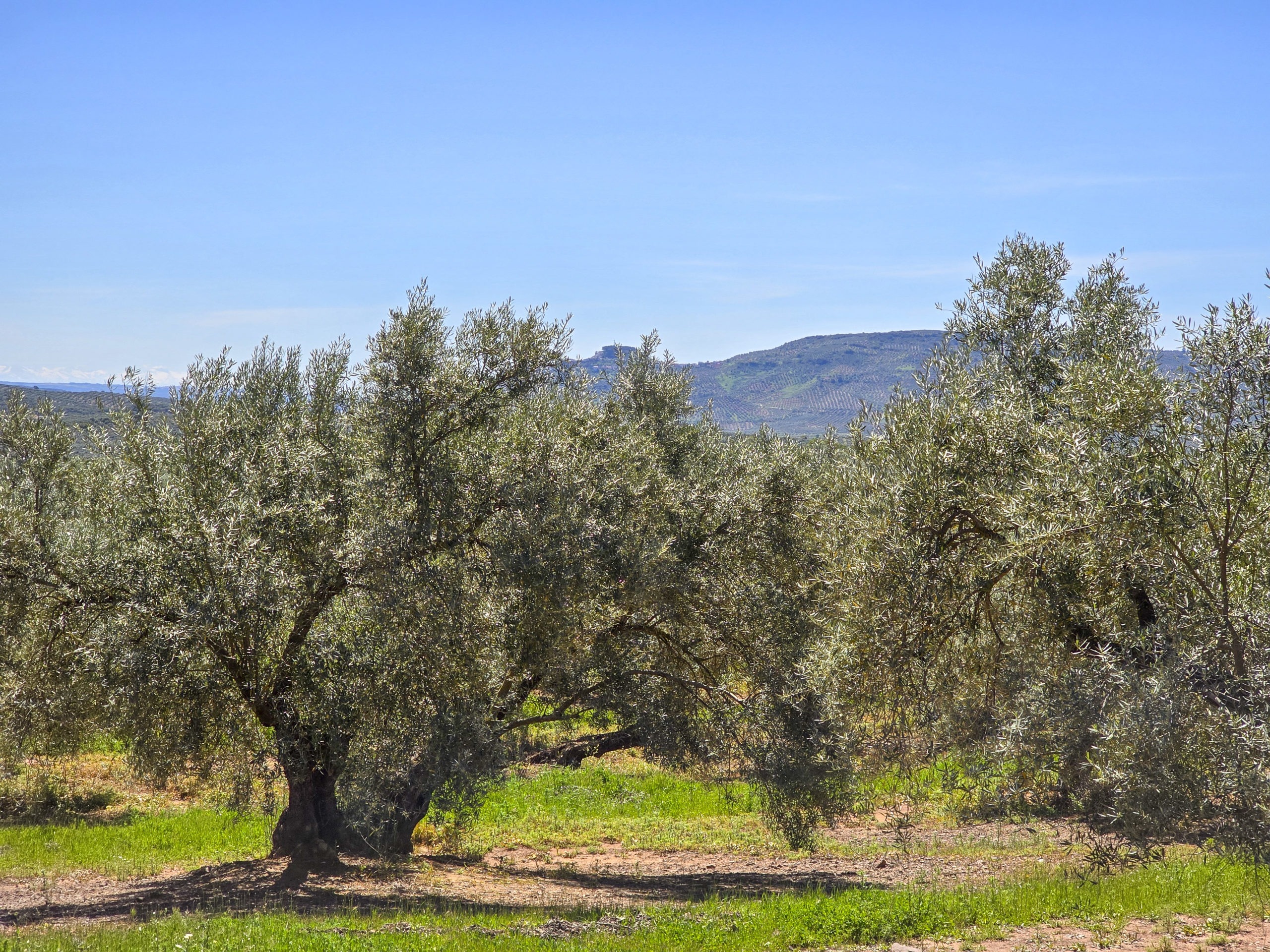 Olivar TRadicional