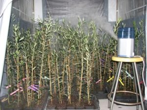 Proceso de inoculación de los plantones de olivo en cámara de ambiente controlado