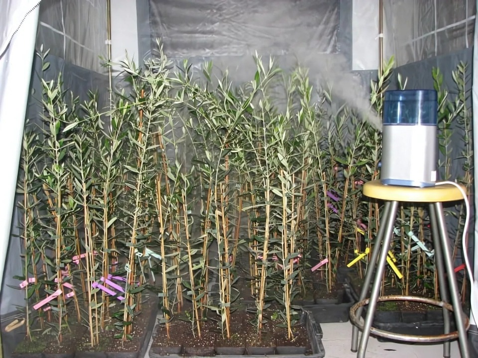 Proceso de inoculación de los plantones de olivo en cámara de ambiente controlado