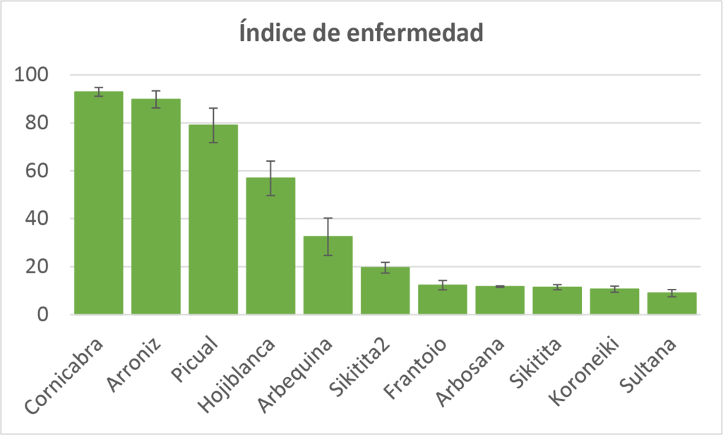 La resistencia al repilo supone una ventaja significativa para los agricultores, ya que reduce la necesidad de aplicar tratamientos fungicidas, que no solo representan un costo económico, sino que también pueden tener un impacto negativo en el medio ambiente. En un contexto de creciente demanda de prácticas agrícolas sostenibles, la utilización de variedades resistentes, como ‘Sultana’, ofrece una solución eficaz para controlar el repilo sin recurrir en exceso a los productos químicos. Esto no solo mejora la rentabilidad del cultivo, sino que también contribuye a la protección del entorno y la biodiversidad.