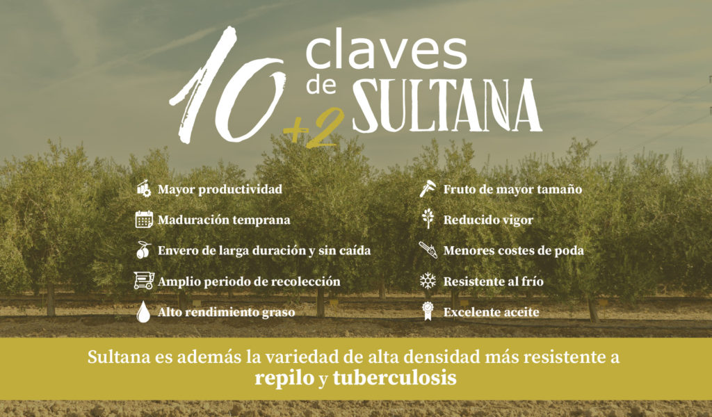 10+2 CLAVES SULTANA